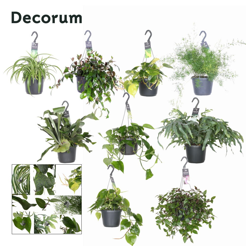 Overig hangplanten gemengd.