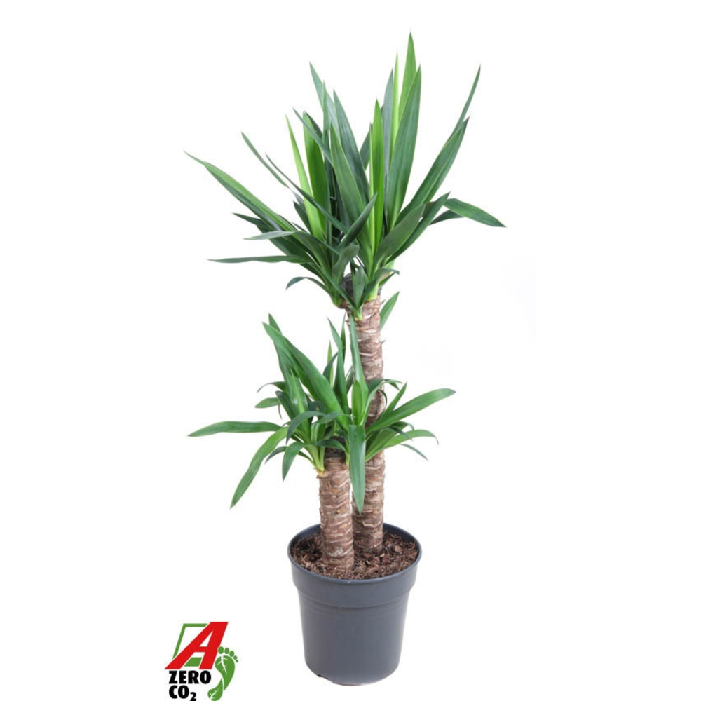 Yucca 60-30.