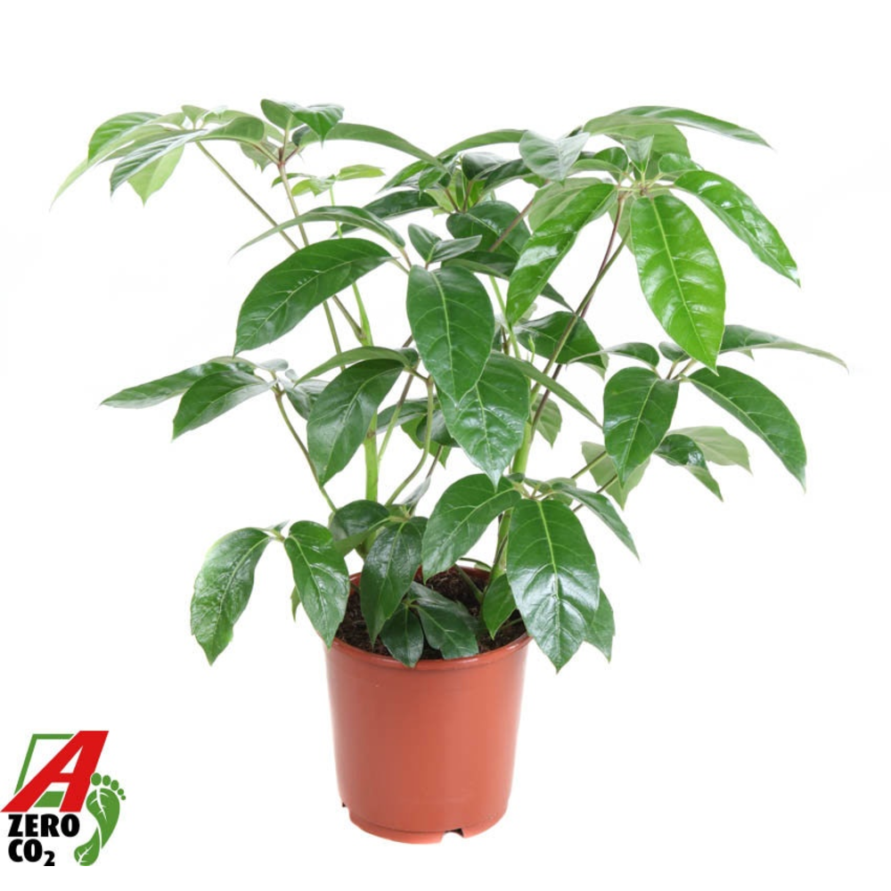 Schefflera Amata 2PP P24.