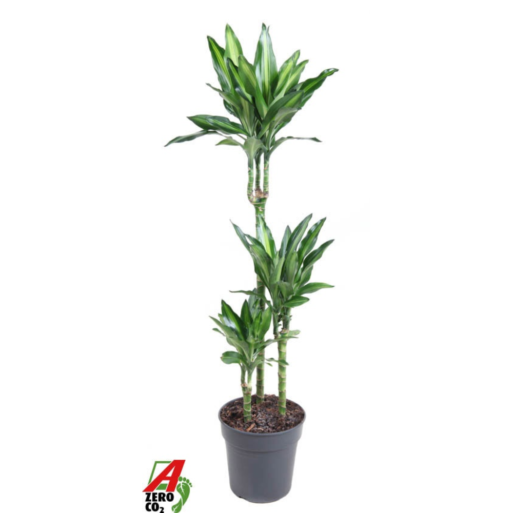 Dracaena Cintho 60-30-15.