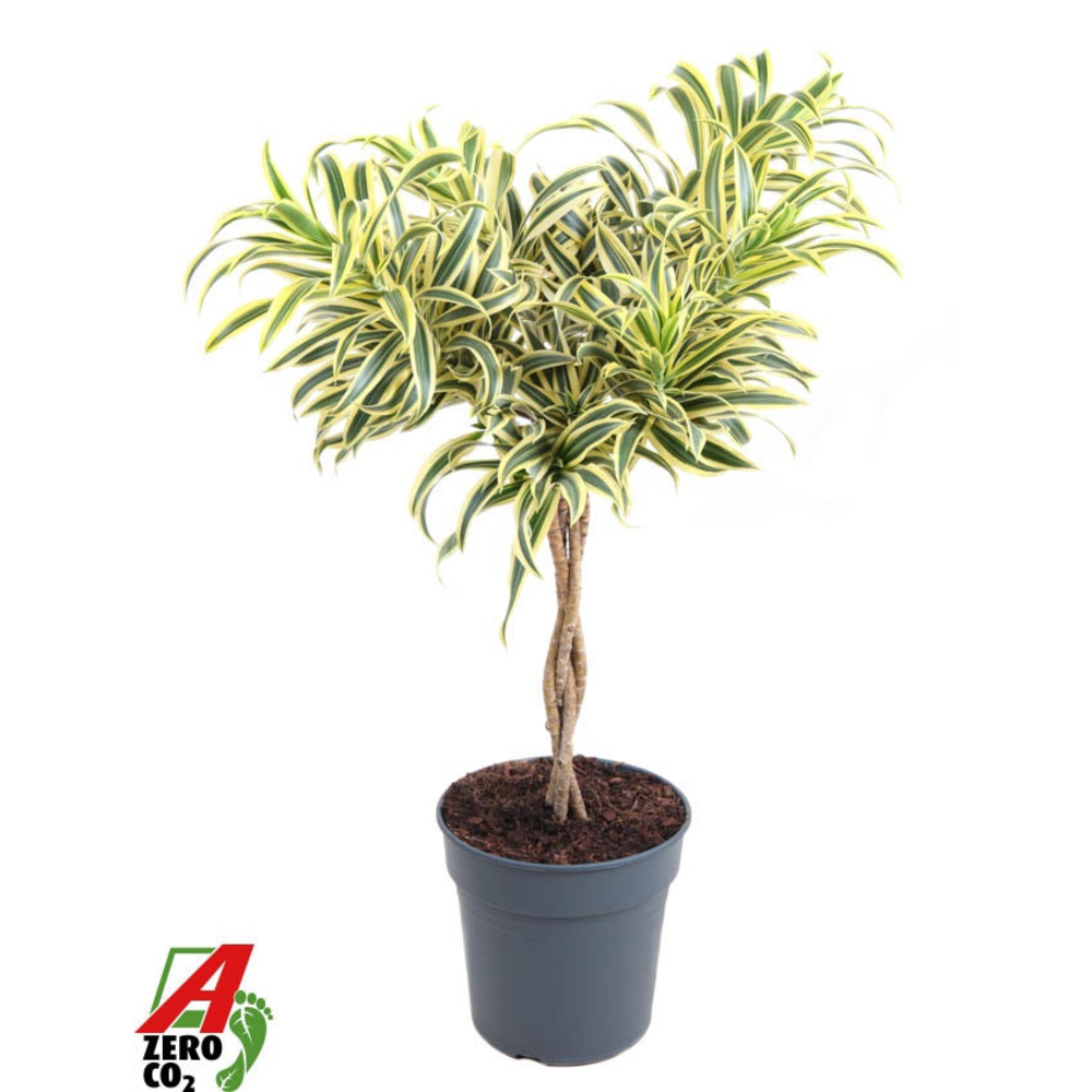 Dracaena Song Of India gevlochten stam P24.
