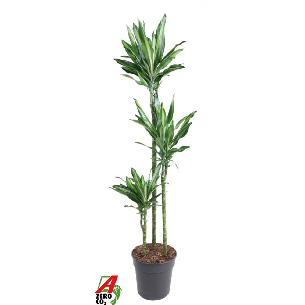 Dracaena Cintho 90-60-30.