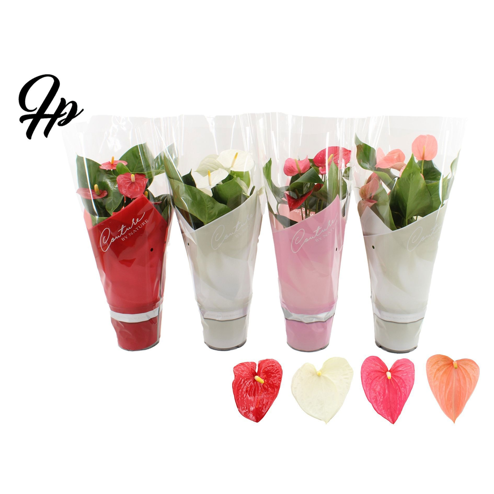 Anthurium 4 color mix in Couture sleeve.