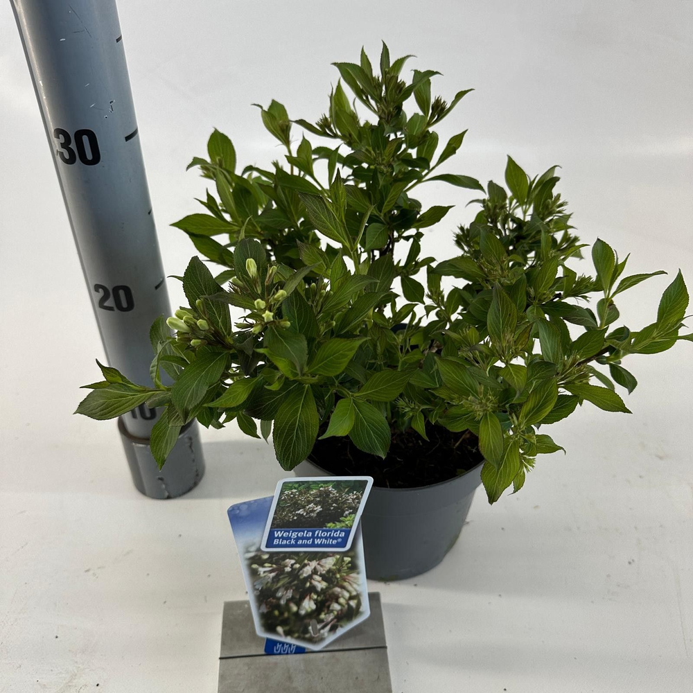 Weigela florida Black and White® ('Courtacad 1'PBR.