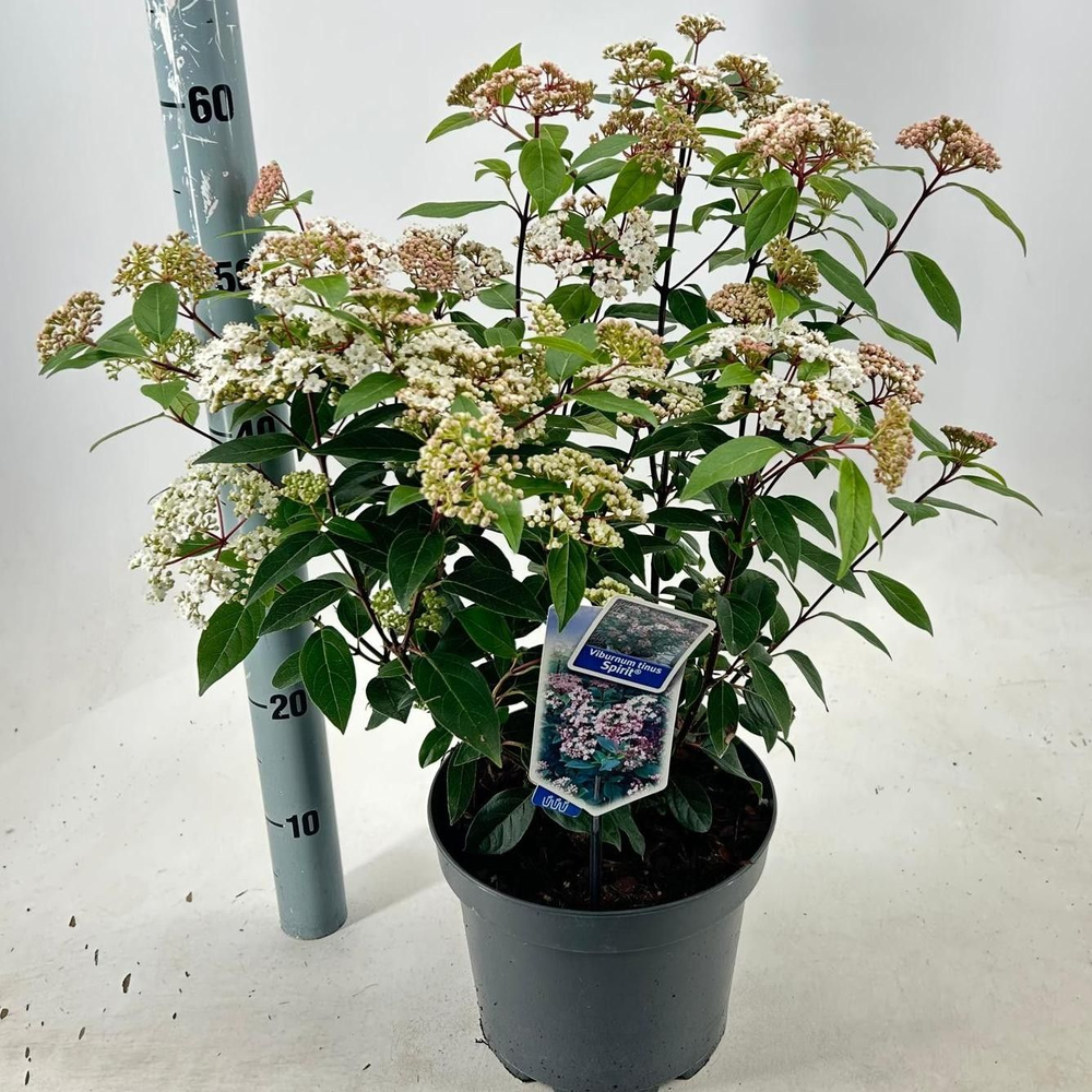 Viburnum tinus Spirit ('Anvi'PBR).