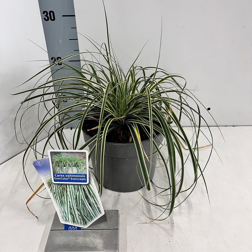 Carex oshimensis EverColor® Evercream ('Ficre'PBR).