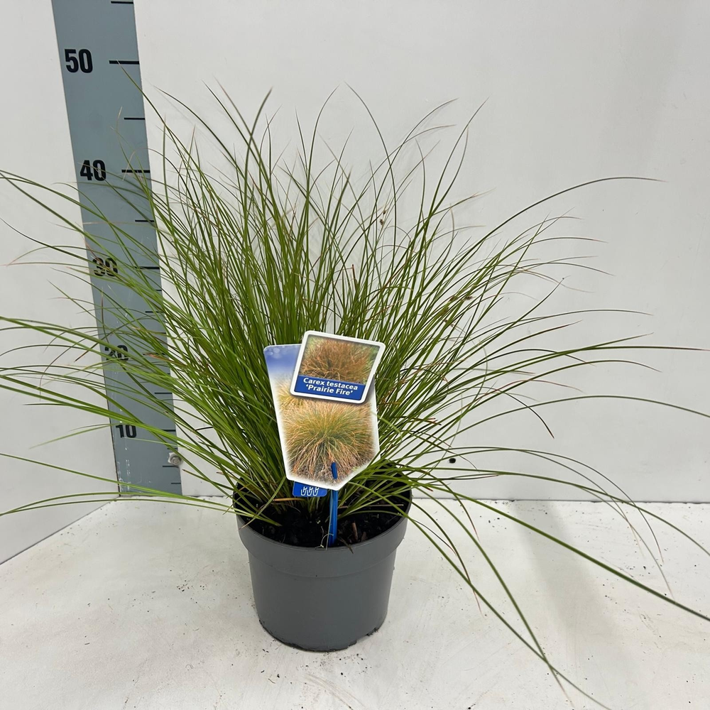 Carex testacea 'Prairie Fire'.