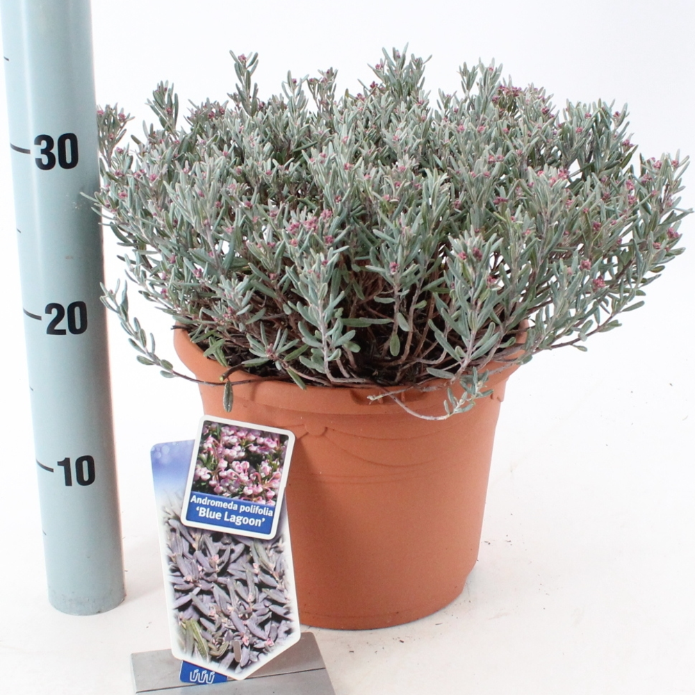Andromeda polifolia 'Blue Lagoon'.