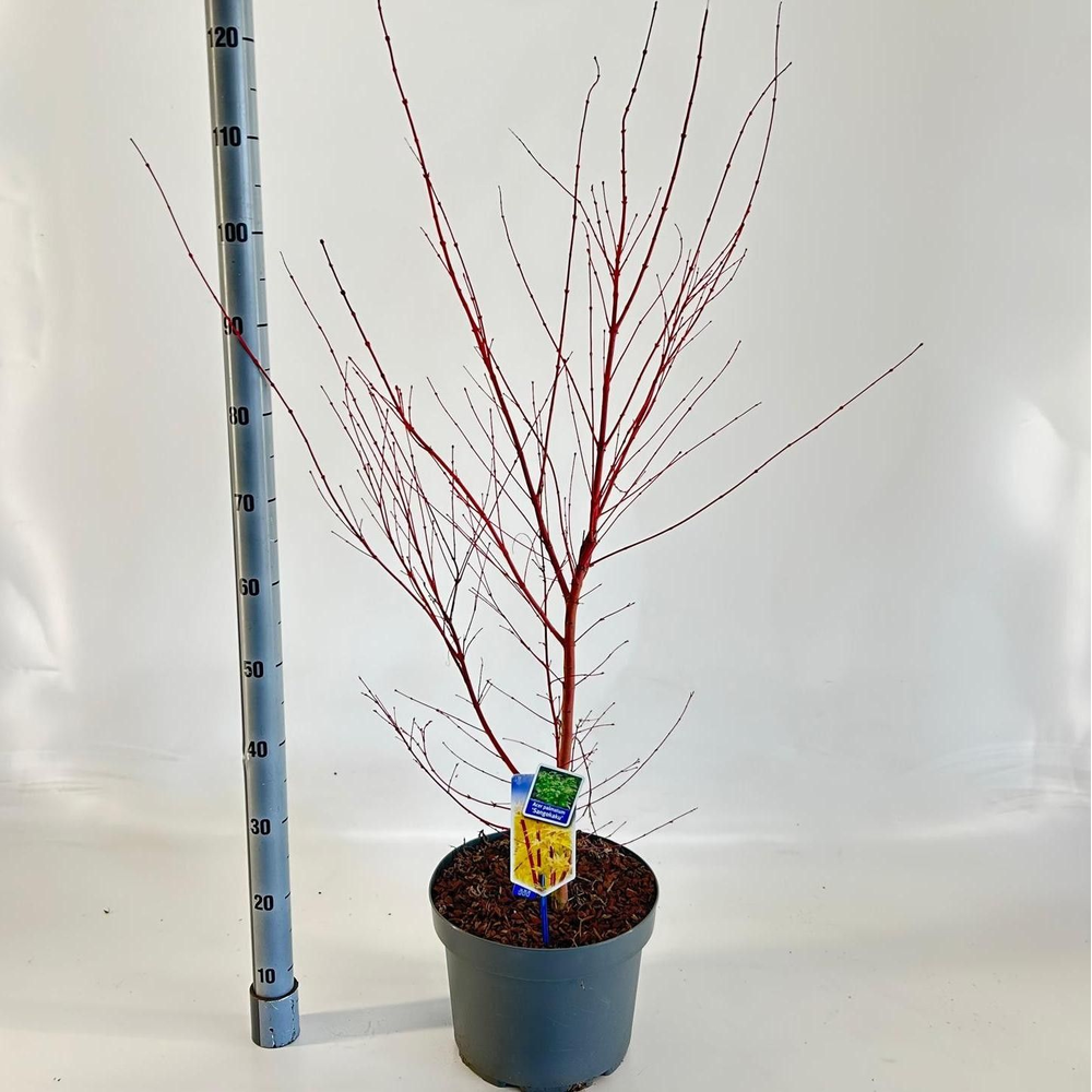 Acer pal. 'Sangokaku'.