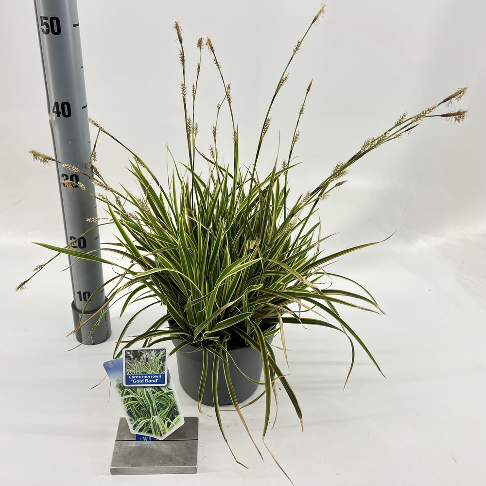 Carex morrowii 'Goldband'.