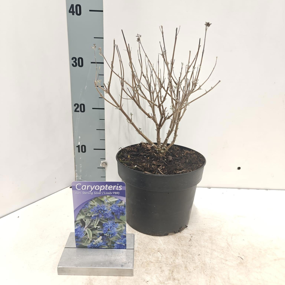 Caryopteris cland. Sterling Silver ('Lissilv'PBR).