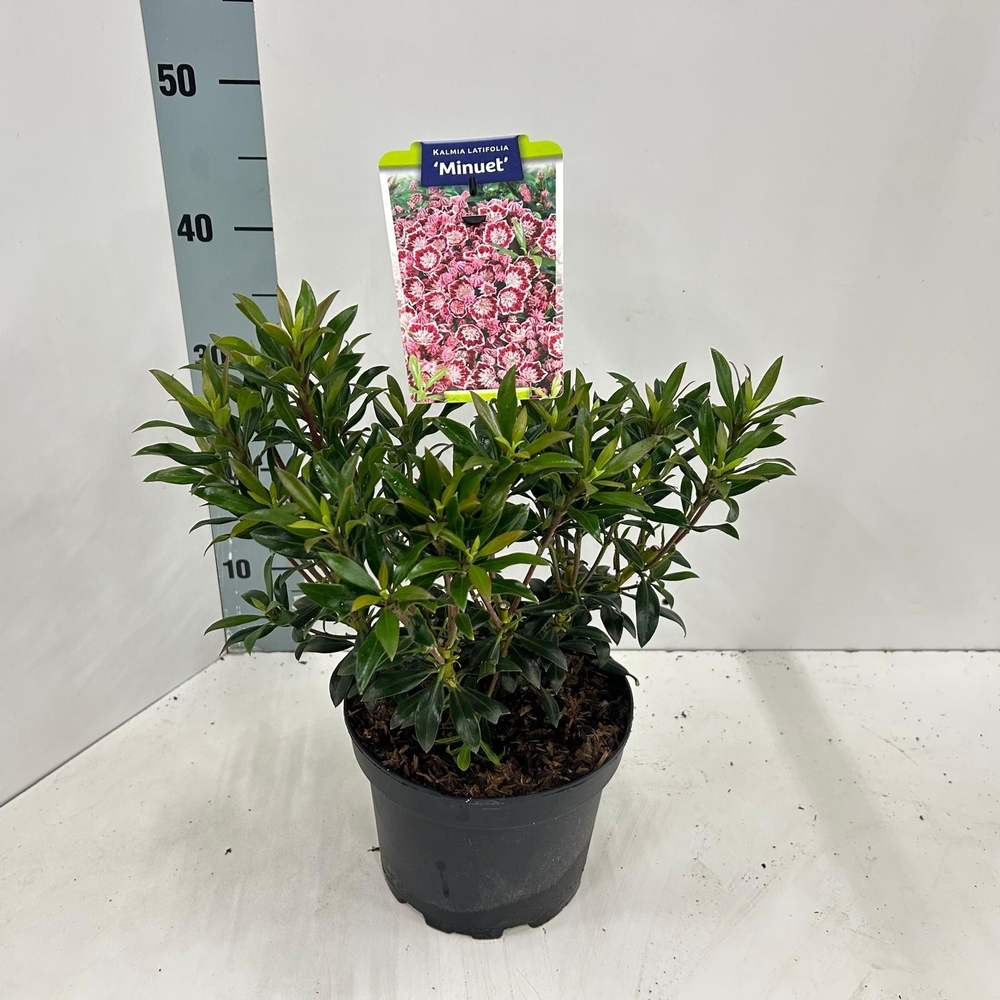 Kalmia lat. 'Minuet'.