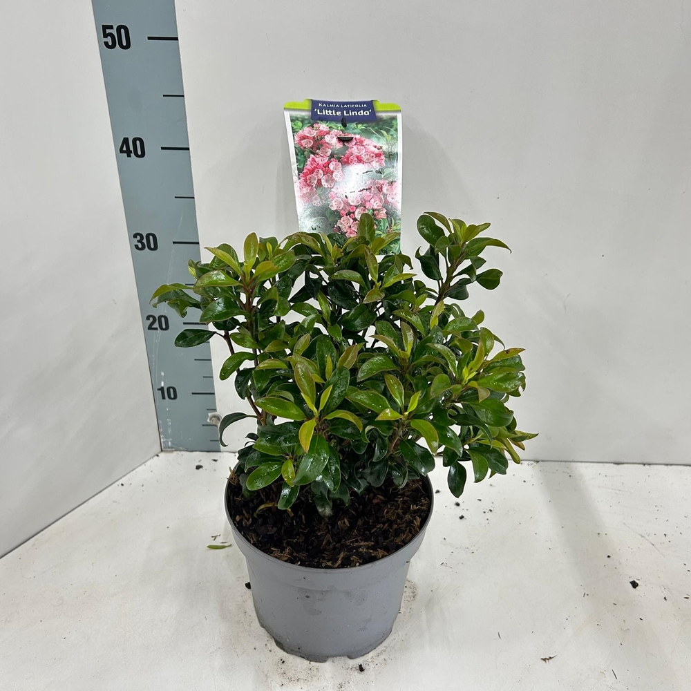 Kalmia lat. 'Little Linda'.