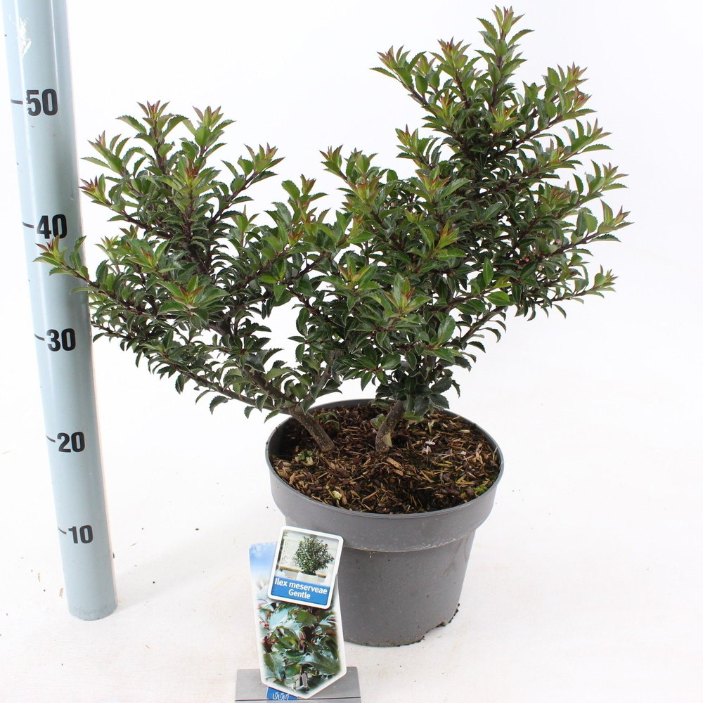 Ilex meserveae Gentle ('Annys Dwarf'PBR).