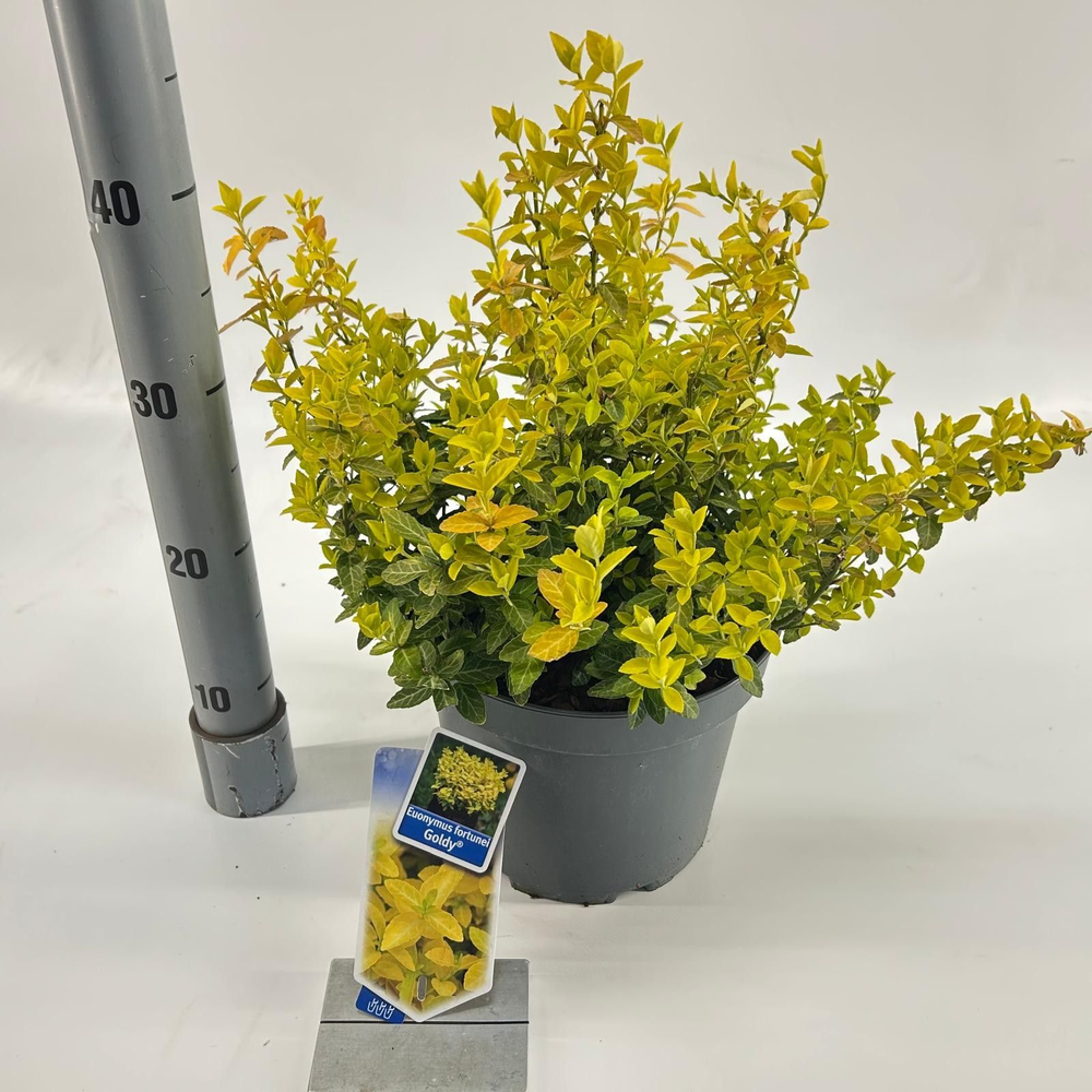 Euonymus fort. Goldy® ('Waldbolwi'PBR).