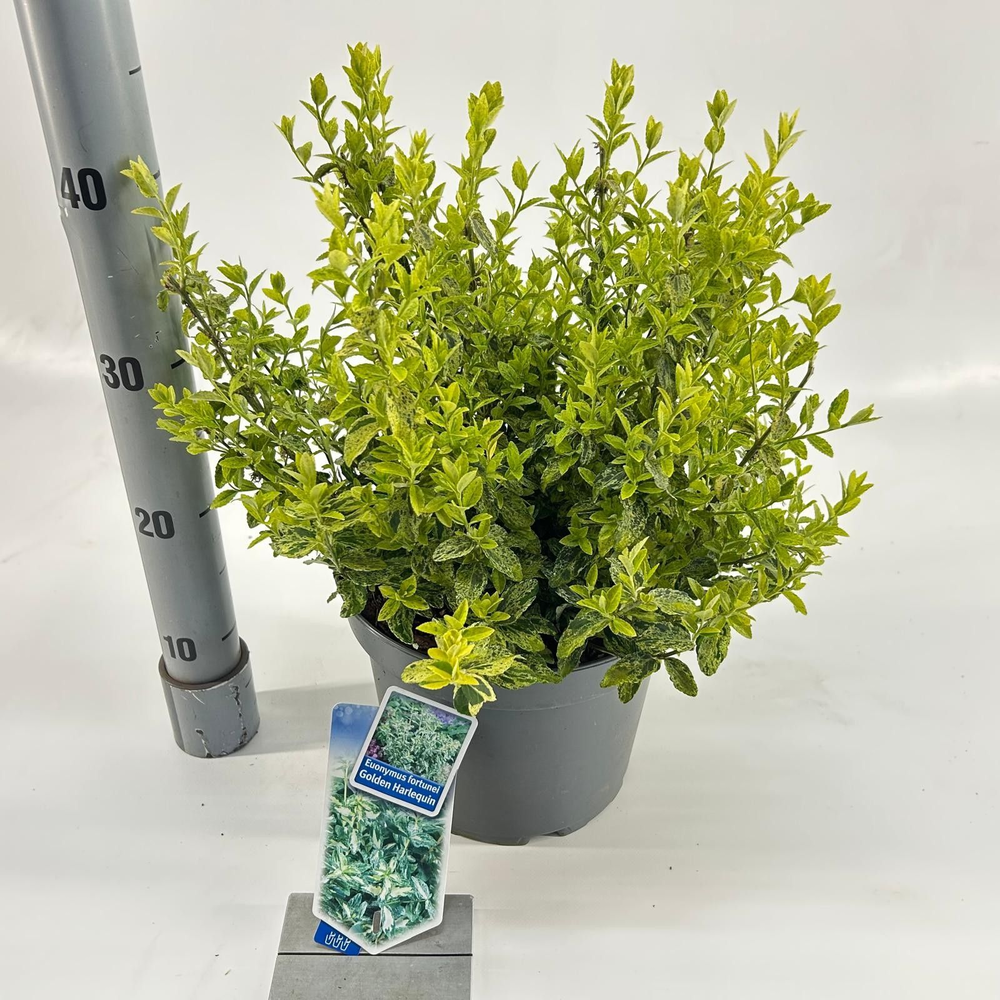 Euonymus fort. Golden Harlequin ('Hoogi'PBR).