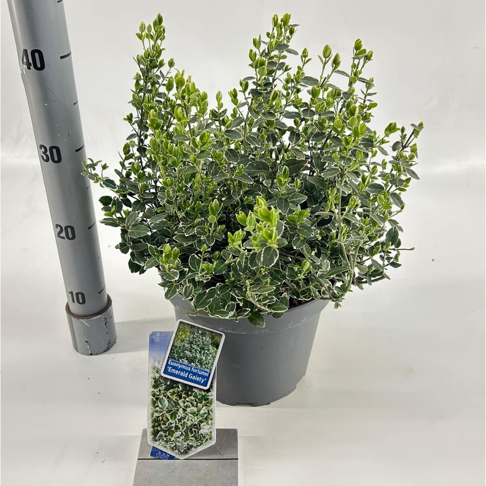 Euonymus fort. 'Emerald Gaiety'.