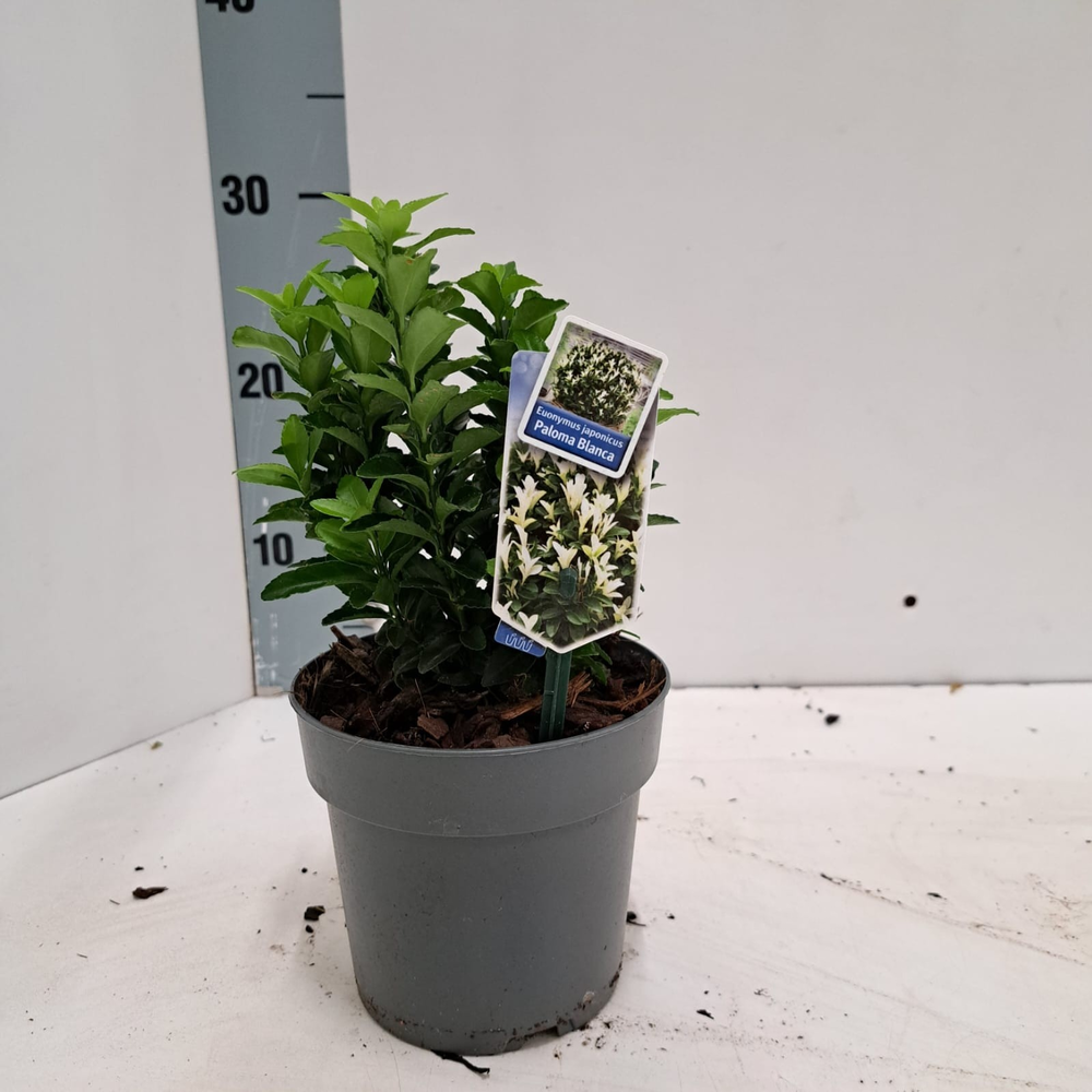 Euonymus jap. Paloma Blanca ('Lankveld03'PBR).