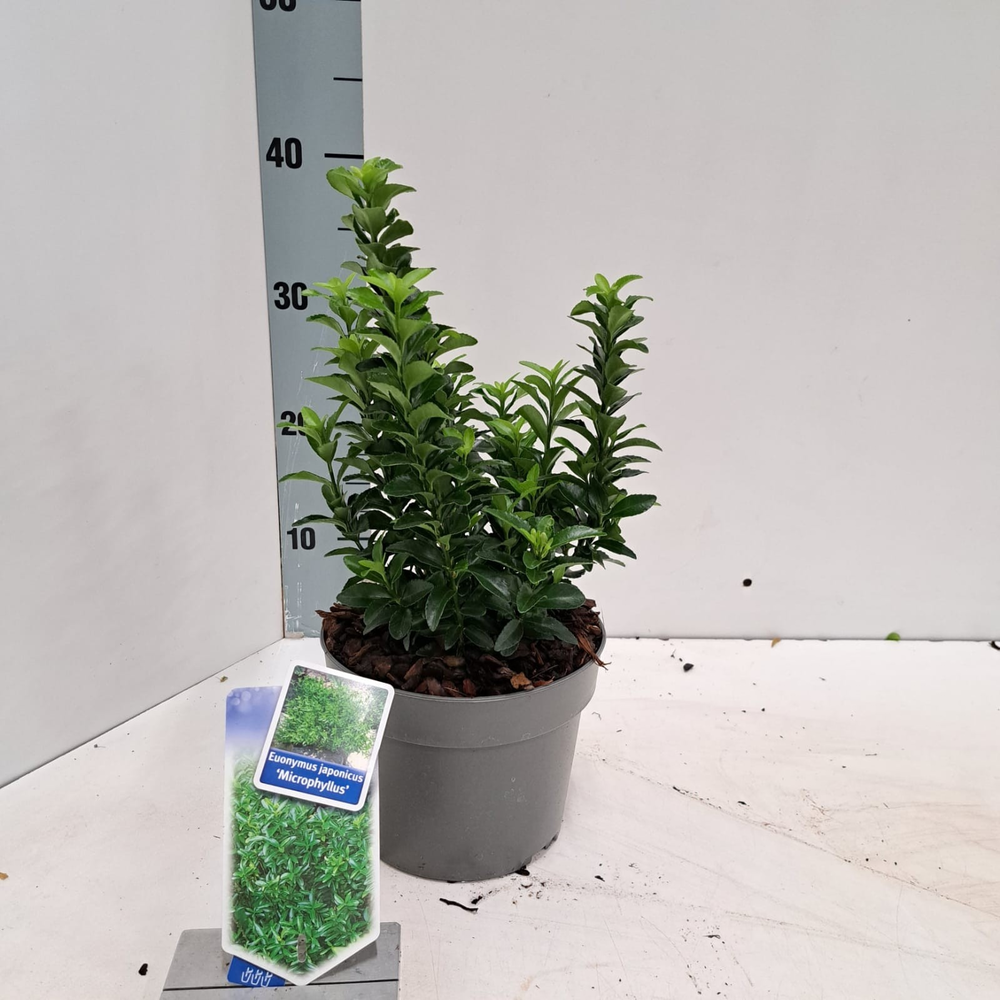 Euonymus jap. 'Microphyllus'.