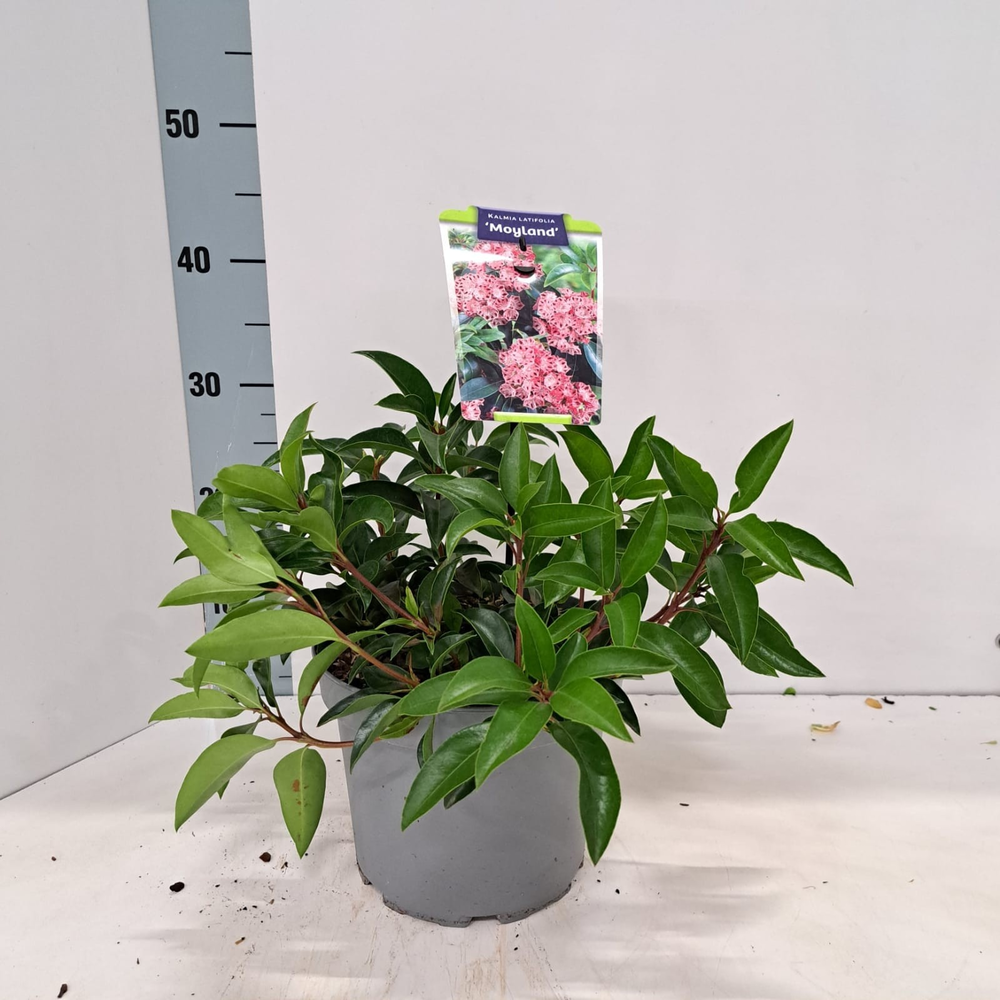 Kalmia lat. 'Moyland'.