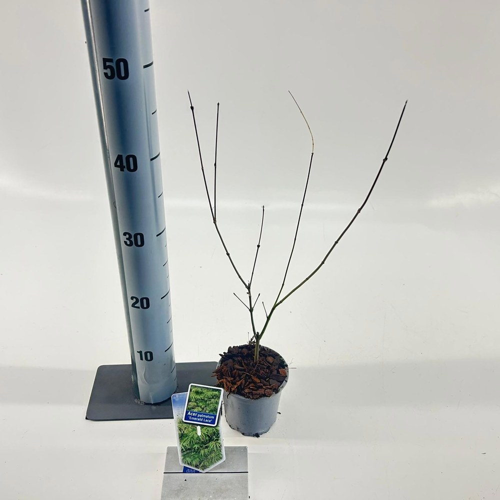 Acer pal. 'Emerald Lace'.