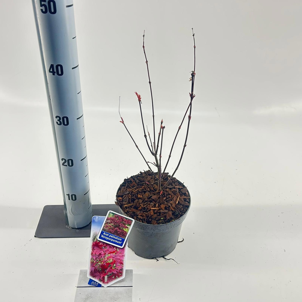 Acer pal. ‘Atropurpureum’.