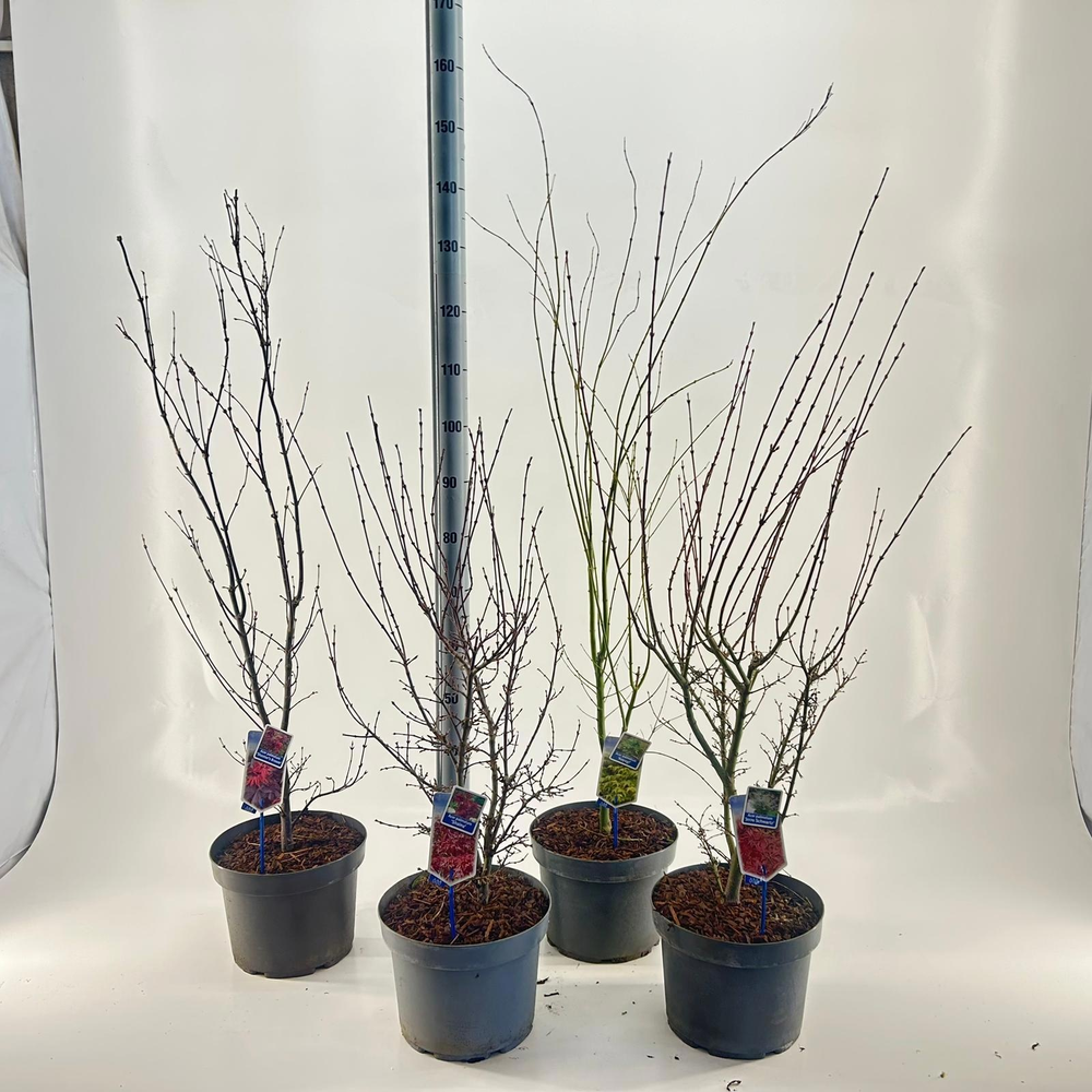 Acer palmatum mix P29 (minimum order one layer).