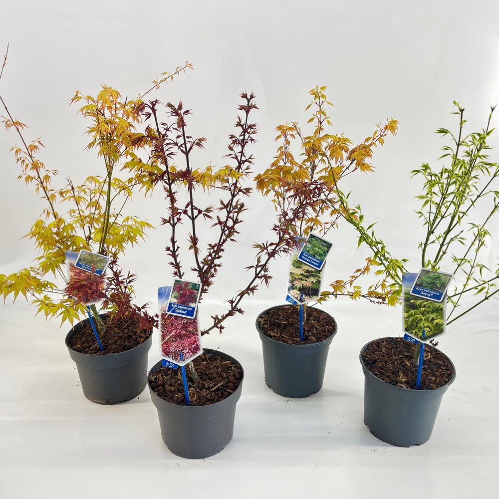 Acer palmatum mix P19 (minimum order one layer).