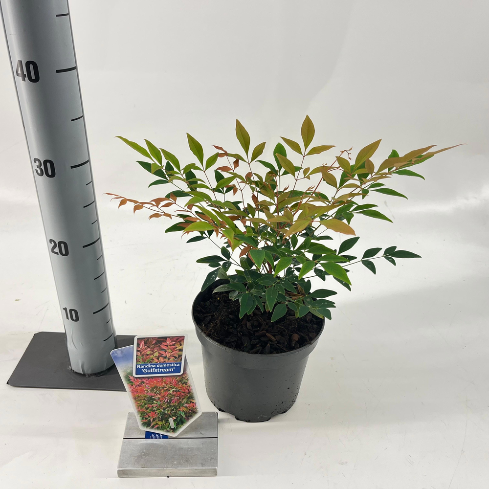 Nandina domestica 'Gulfstream'.