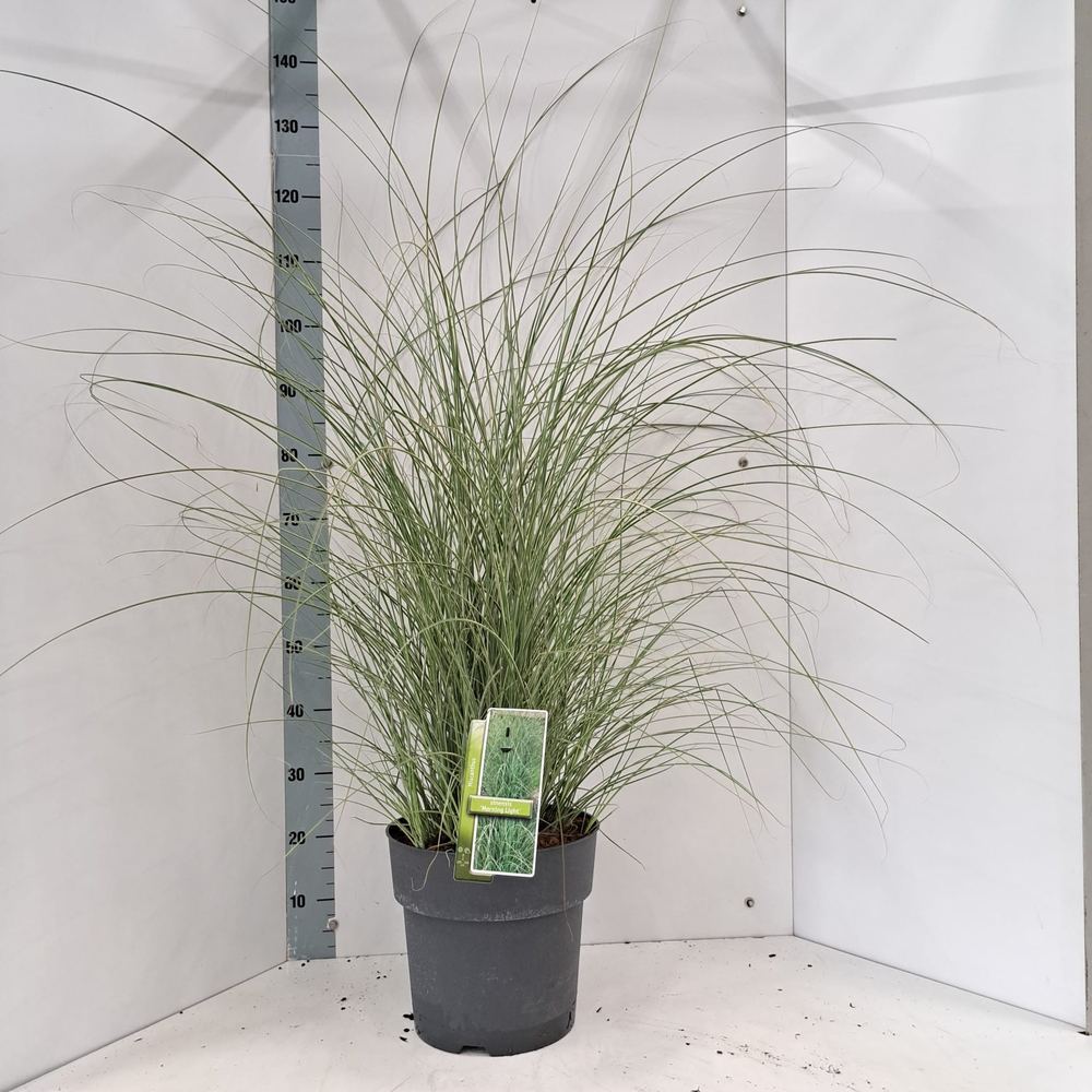 Miscanthus sin. 'Morning Light'.