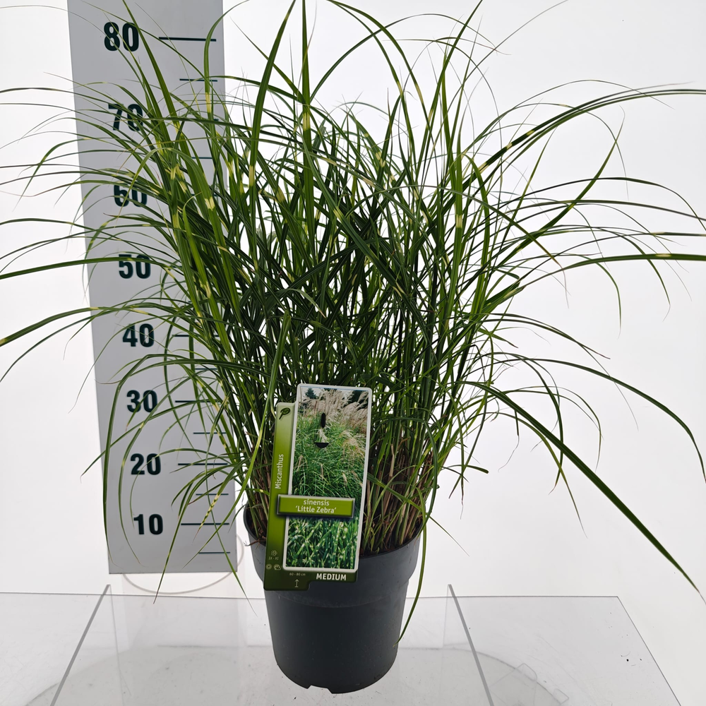 Miscanthus sin. 'Little Zebra'.