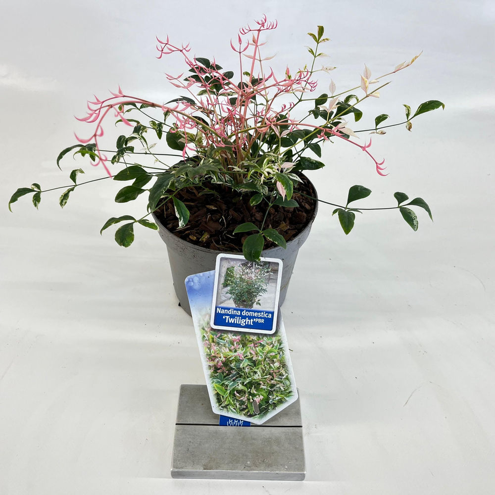Nandina domestica 'Twilight'.