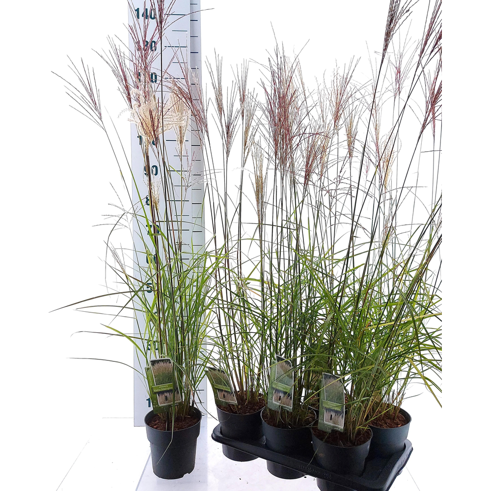 Miscanthus sin. 'Kleine Silberspinne'.