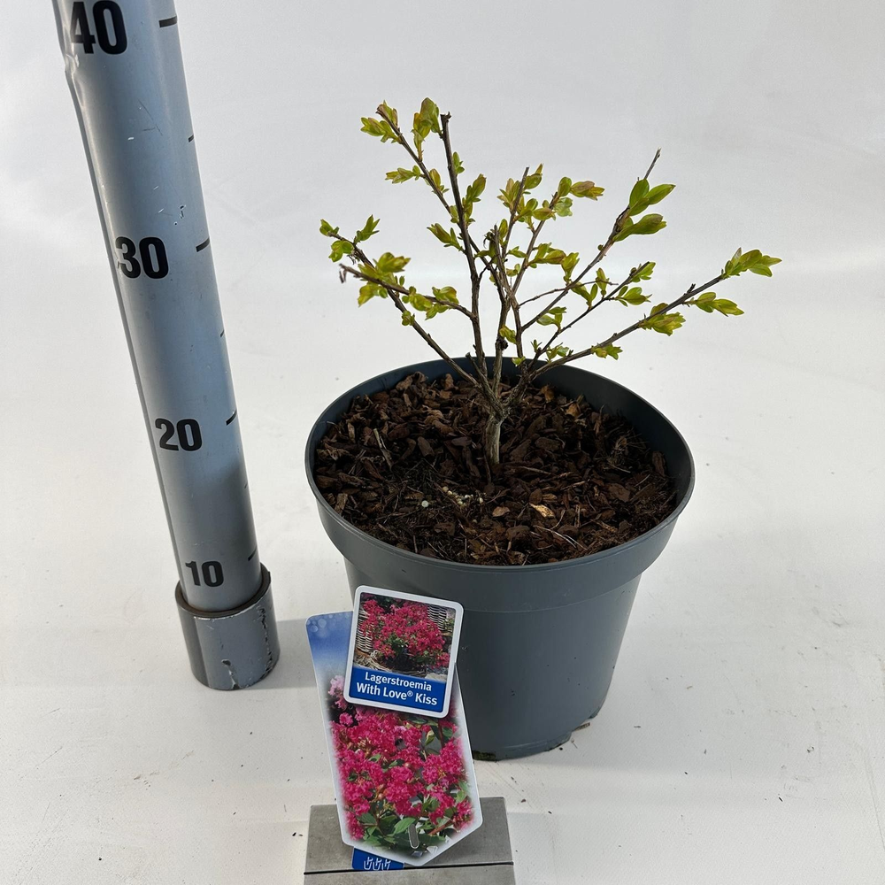 Lagerstroemia indica With Love Kiss ('Milarosso'PB.