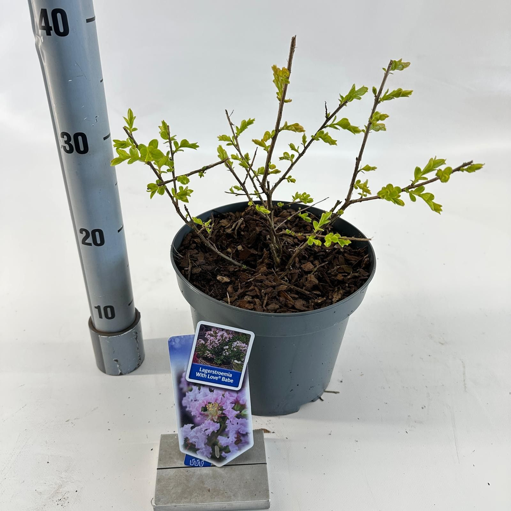Lagerstroemia indica With Love Babe ('Milaperl'PBR.