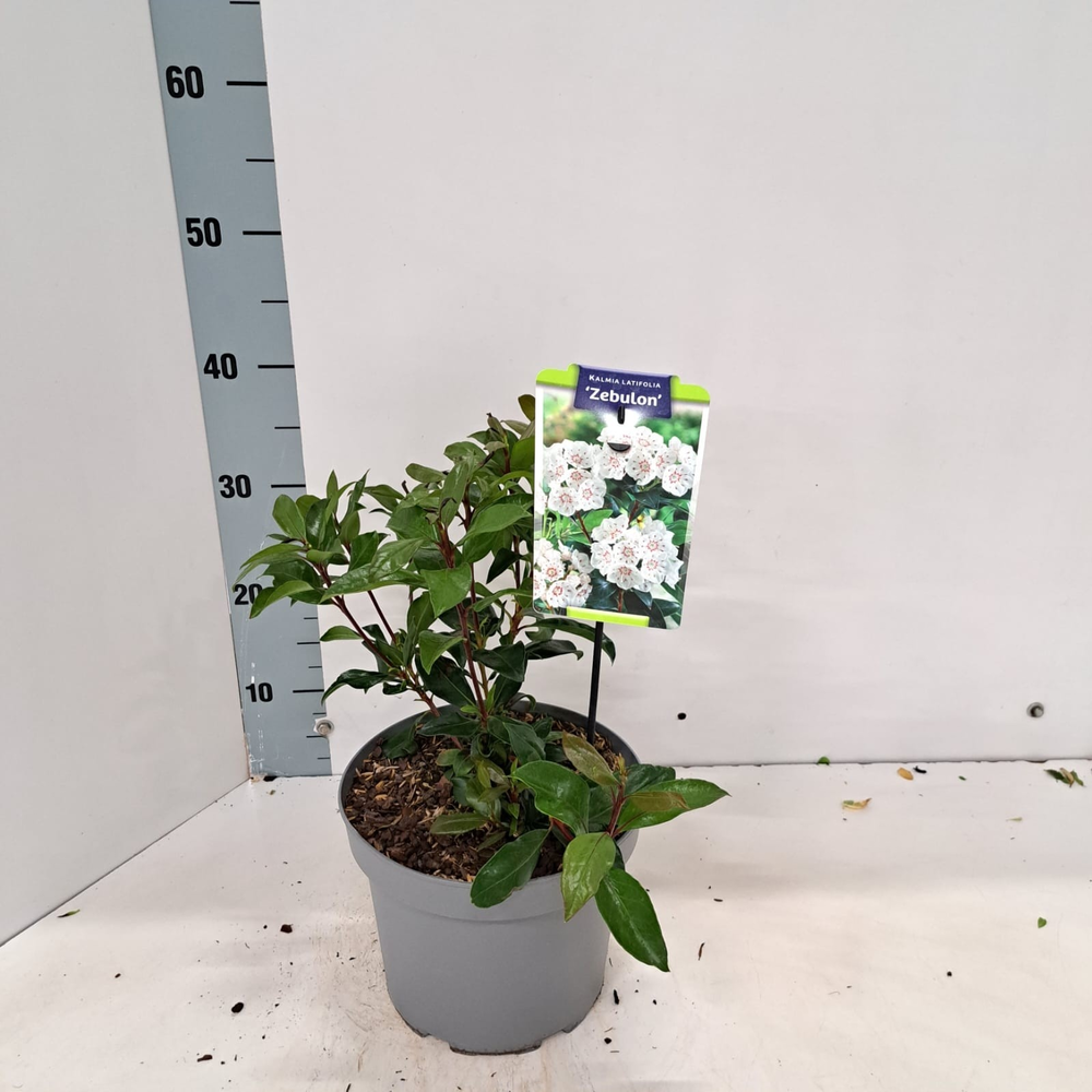 Kalmia lat. 'Zebulon'.