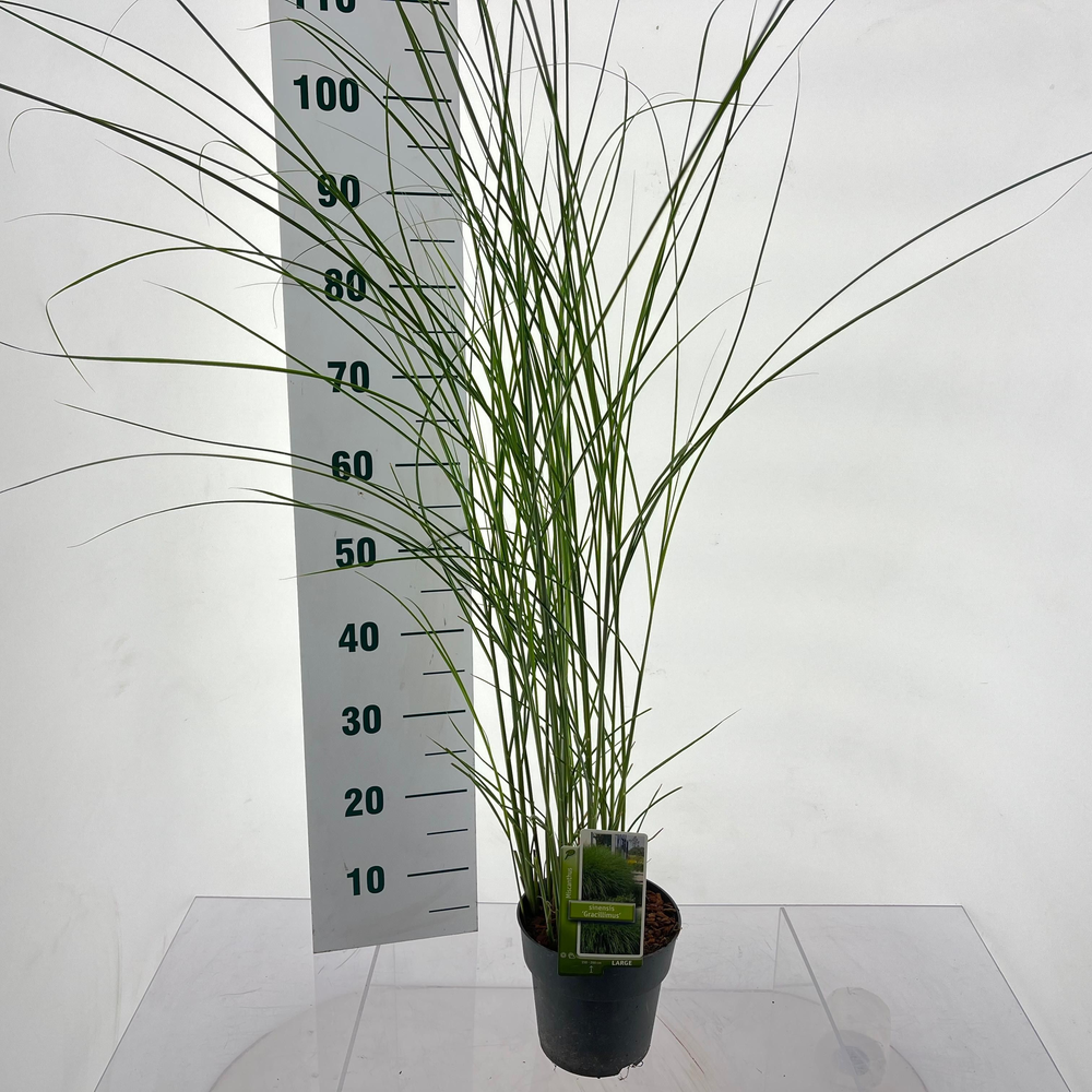 Miscanthus sin. 'Gracillimus'.