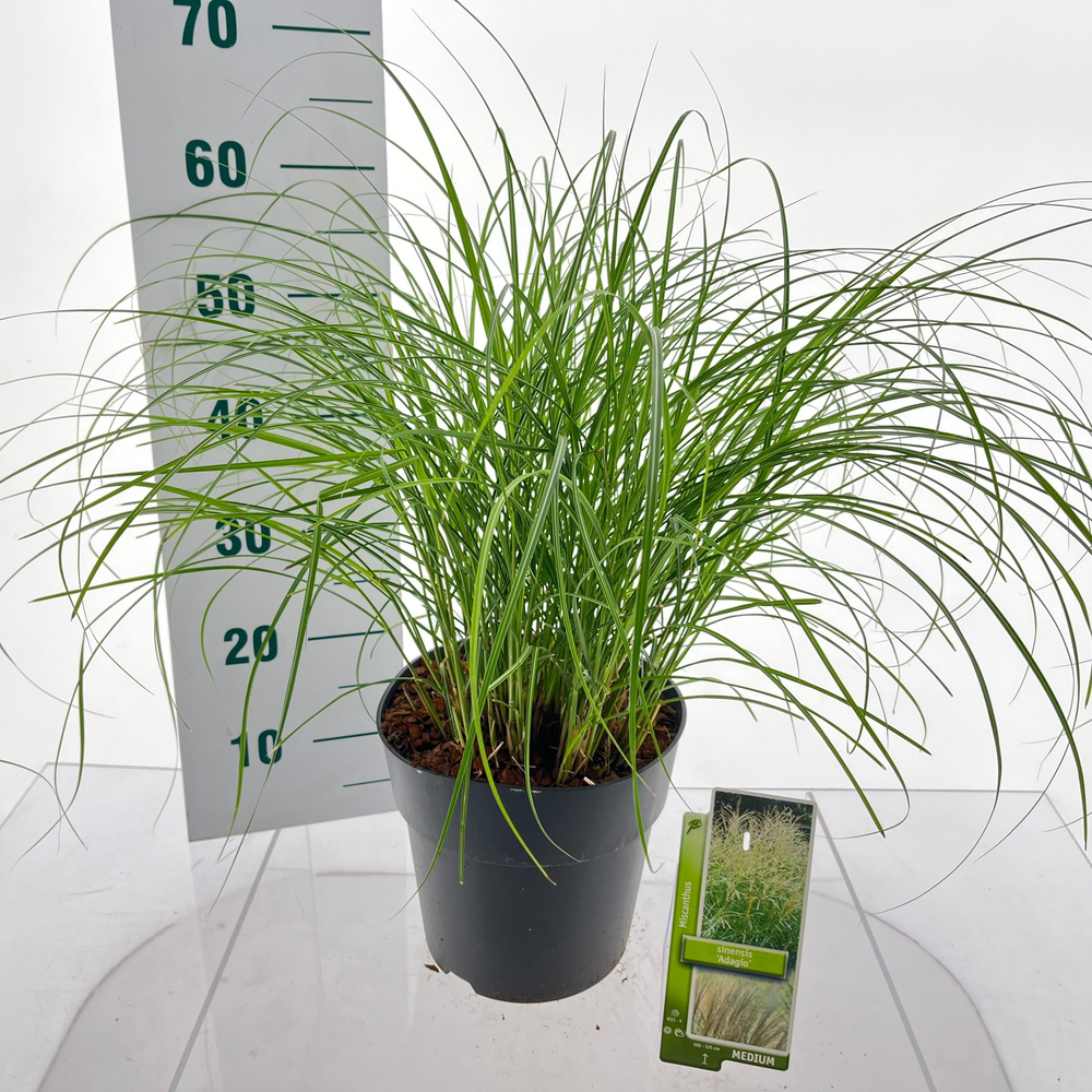 Miscanthus sin. 'Adagio'.