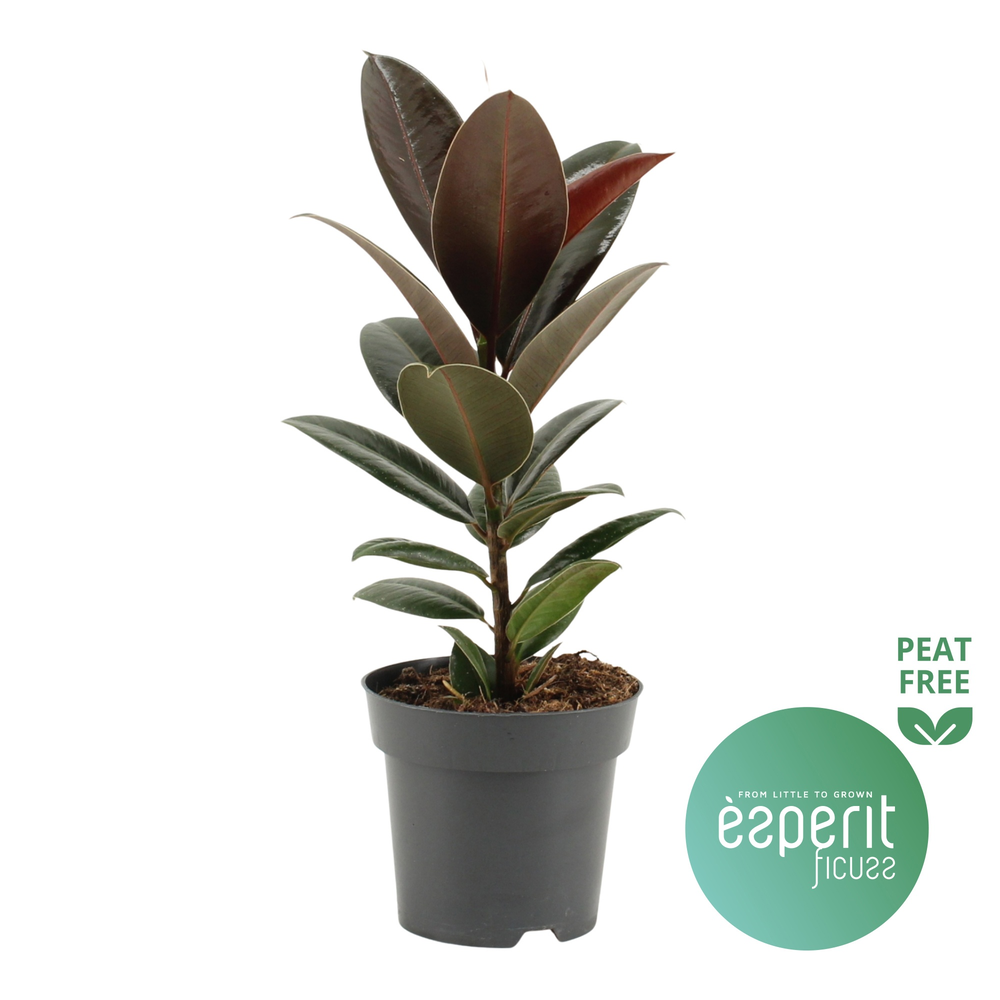 Ficus elastica Melany®.