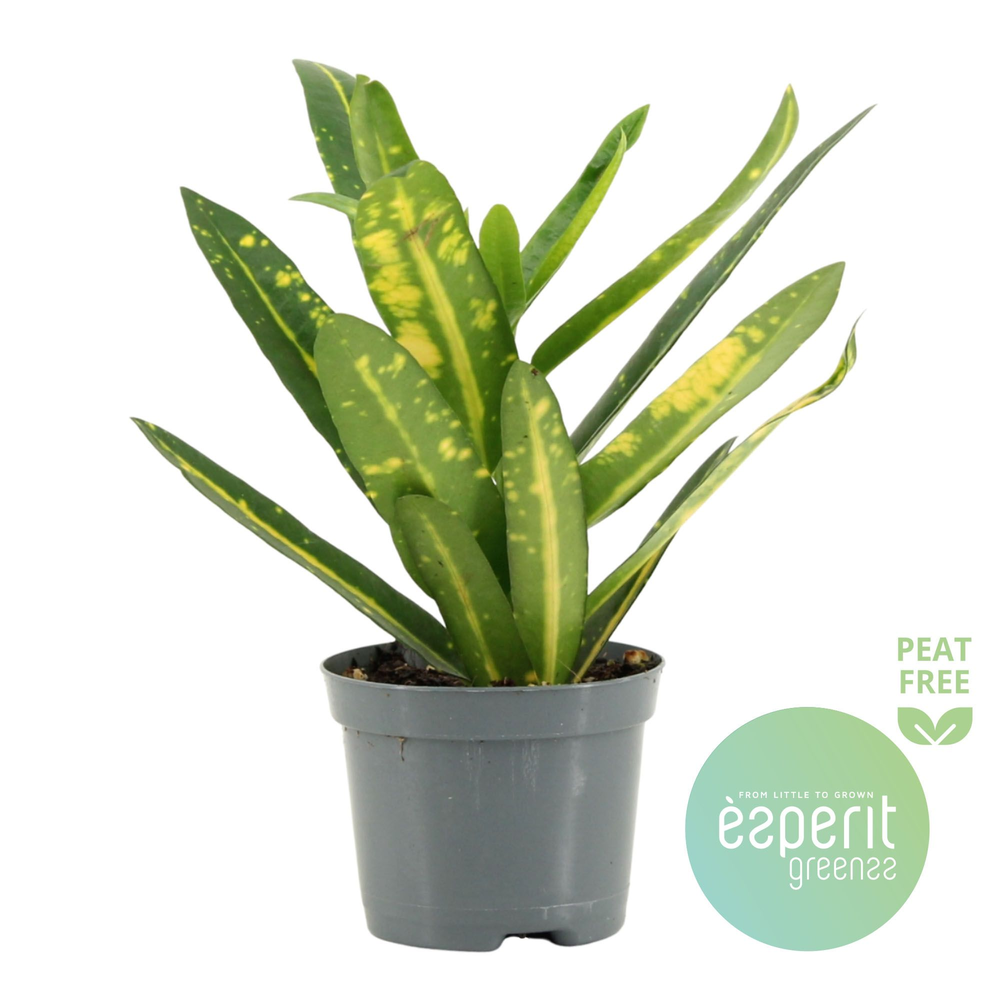 Codiaeum Sunny Star.