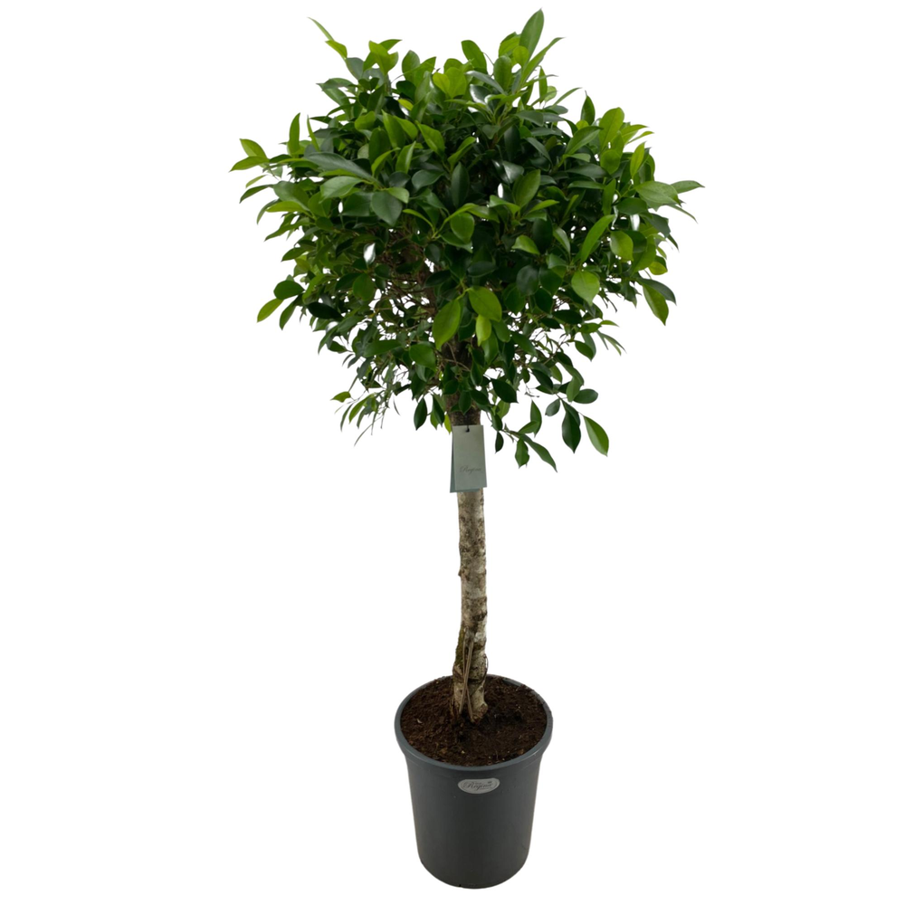 Ficus Nitida rechte stam p31.