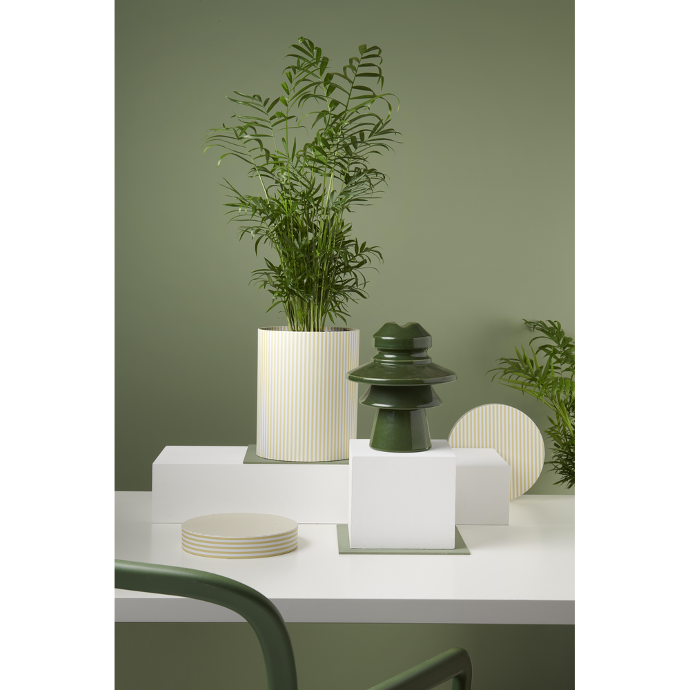 Chamaedorea Elegans p12.