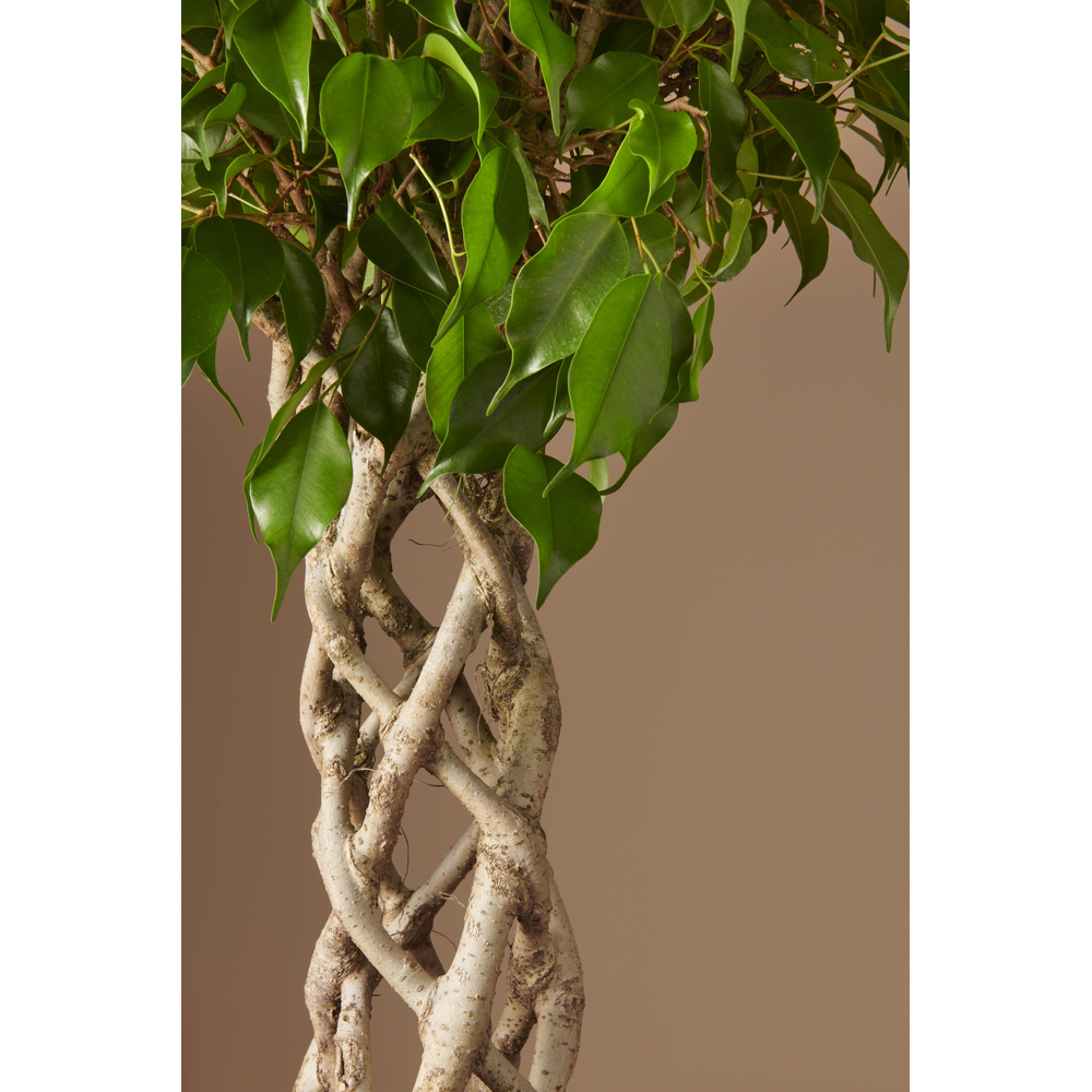 Ficus Benjamina Exotica koker p24.