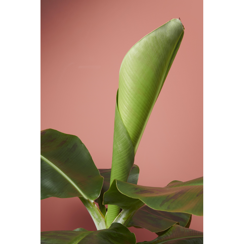 Musa Tropicana p17 blanco hoes.