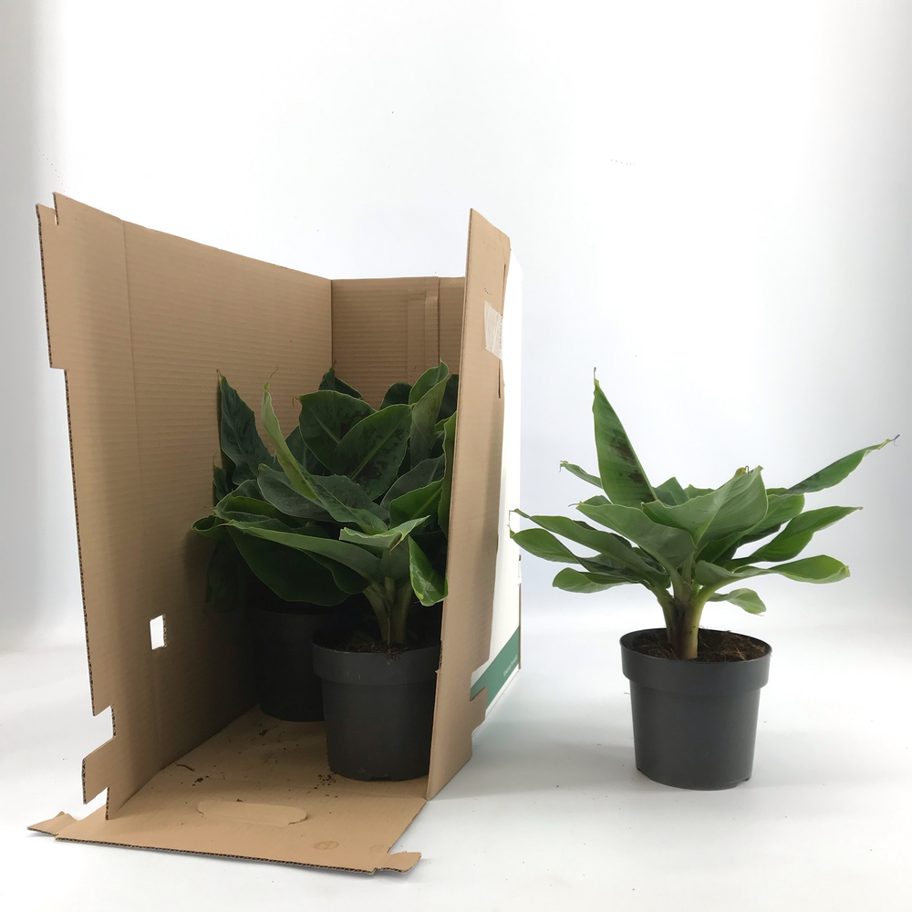 Musa Tropicana p17 zonder hoes in doos.