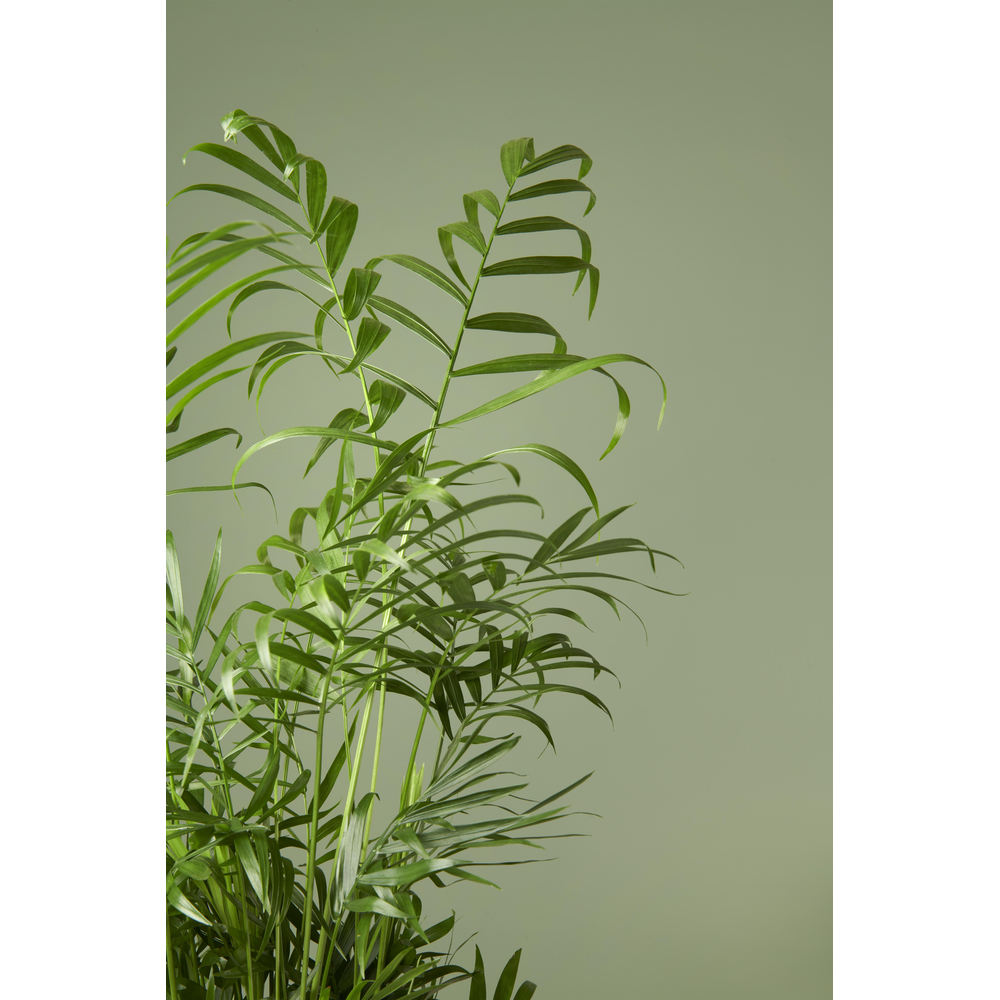 Chamaedorea Elegans p17.