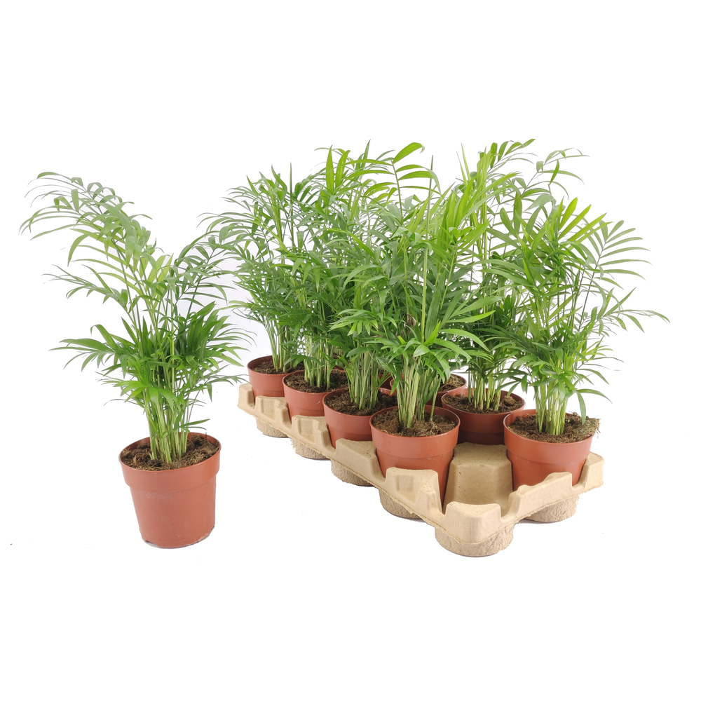 Chamaedorea Elegans p12 fust karton.