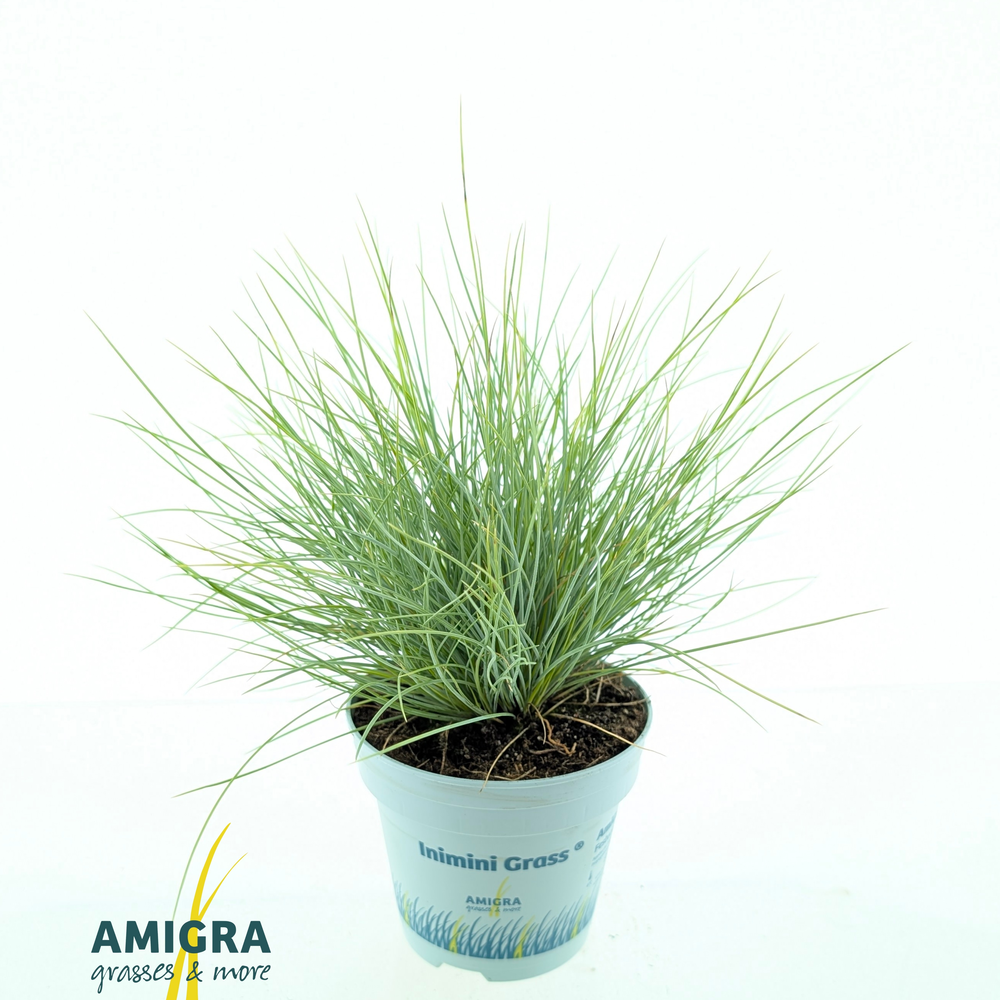 Festuca glauca AmiGold®.