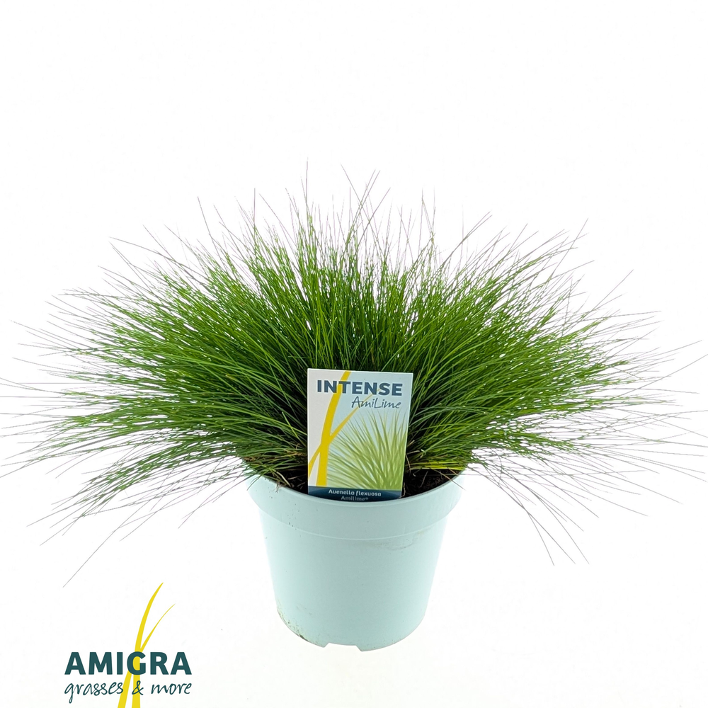 Deschampsia flexuosa AmiLime®.