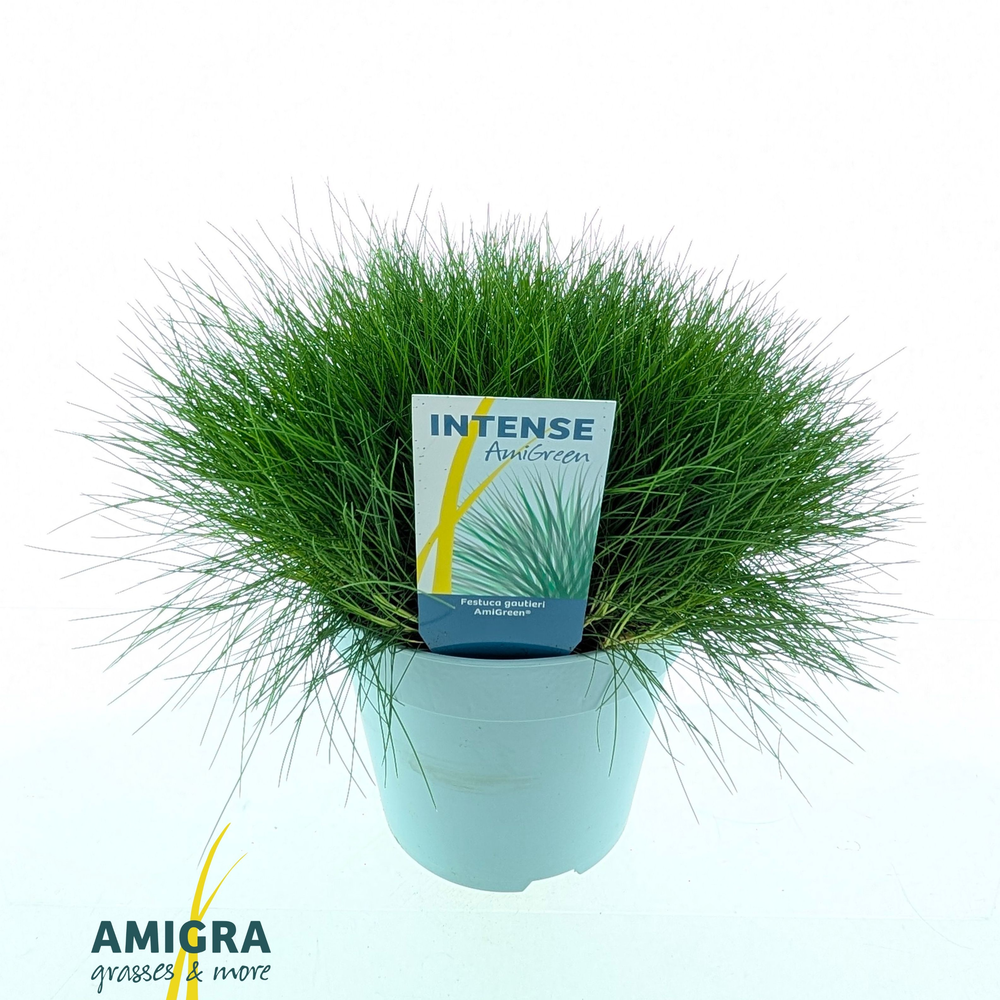 Festuca gautieri AmiGreen®.